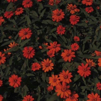 半岛·综合app下载